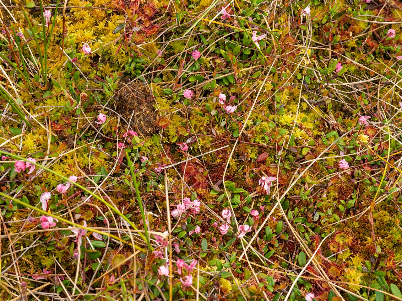 Vaccinium microcarpum _2025-06-07_1-2