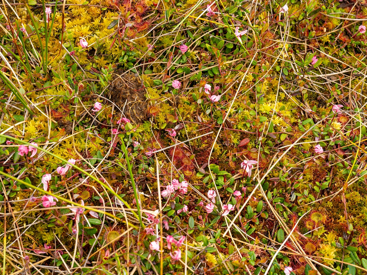 Vaccinium microcarpum _2025-06-07_1-3