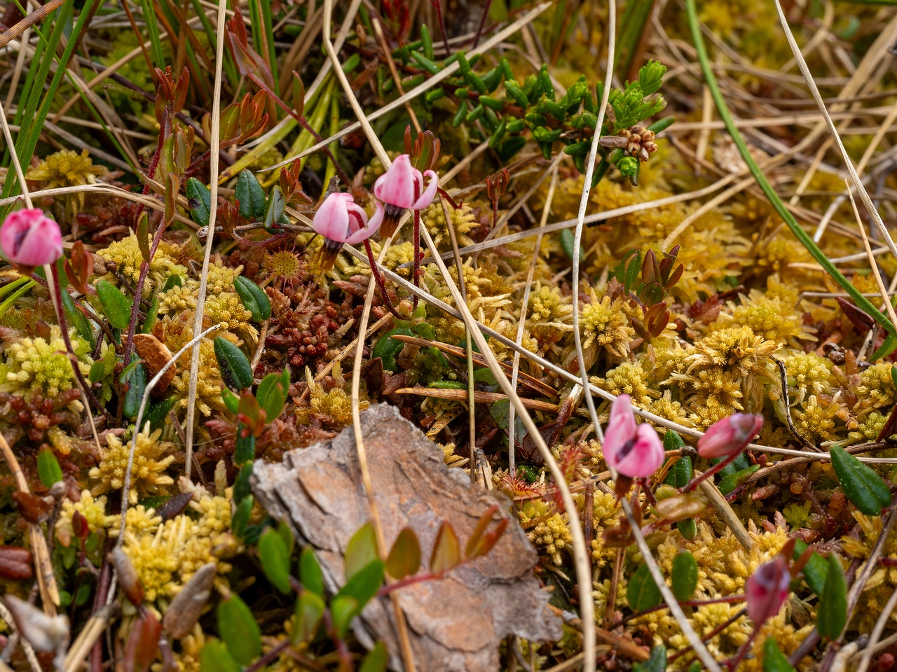 Vaccinium microcarpum _2025-06-07_2-2