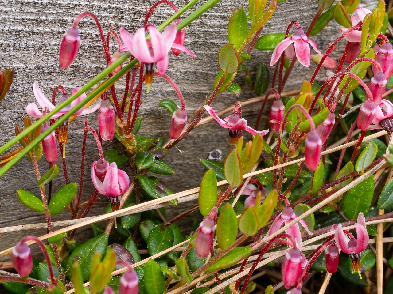 !Vaccinium oxycoccos _2025-06-07_1-4