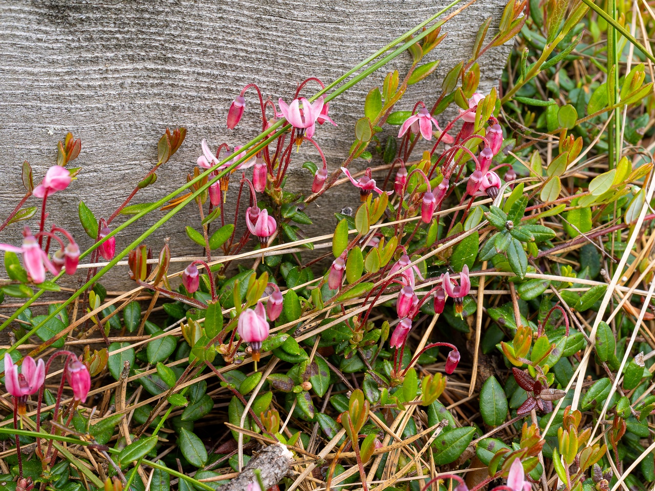Vaccinium oxycoccos _2025-06-07_1-1