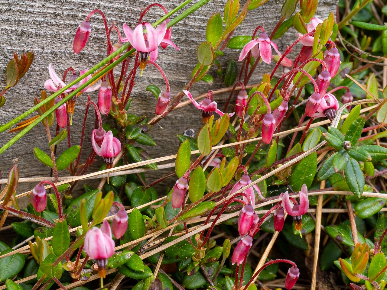 Vaccinium oxycoccos _2025-06-07_1-2