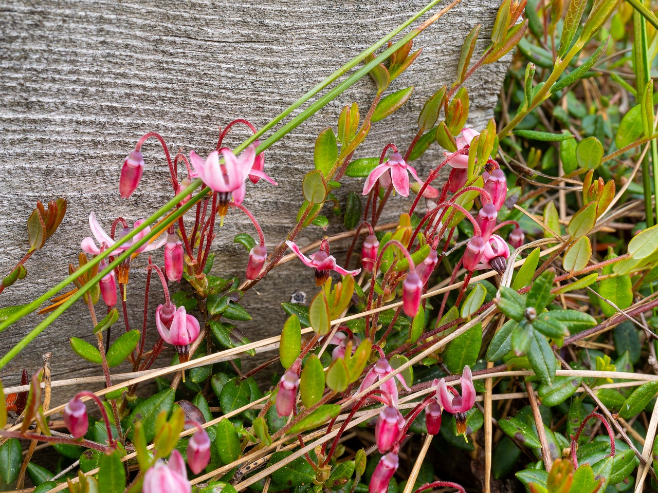 Vaccinium oxycoccos _2025-06-07_1-3