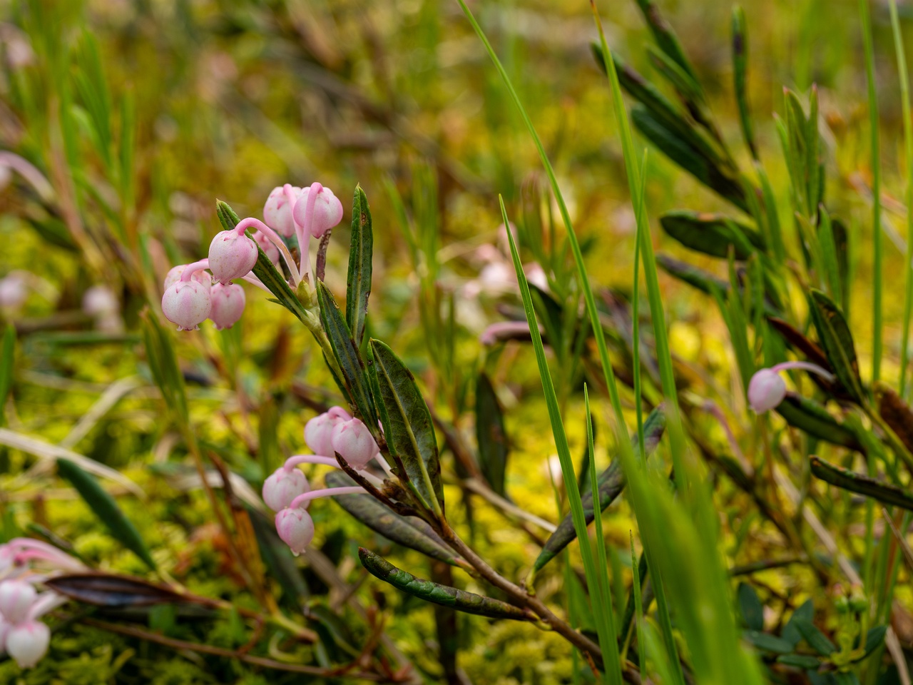 Andromeda polifolia _2025-06-07_1-1