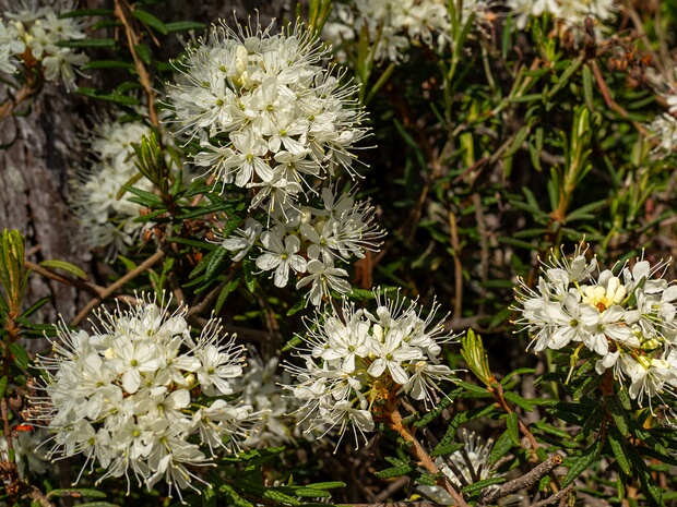 Рододендрон войлочный - Rhododendron tomentosum