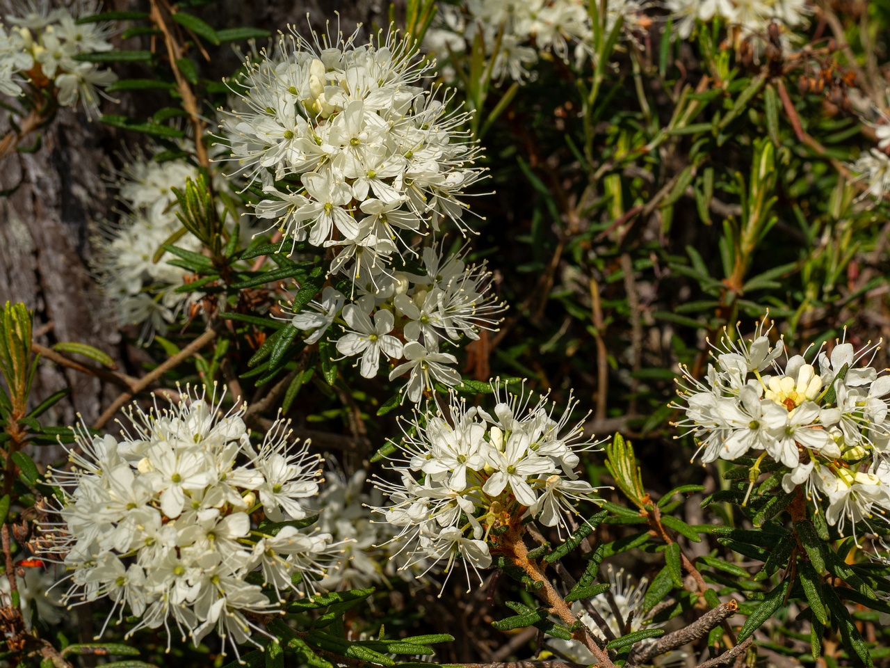 !Rhododendron tomentosum _2025-06-07_3-10