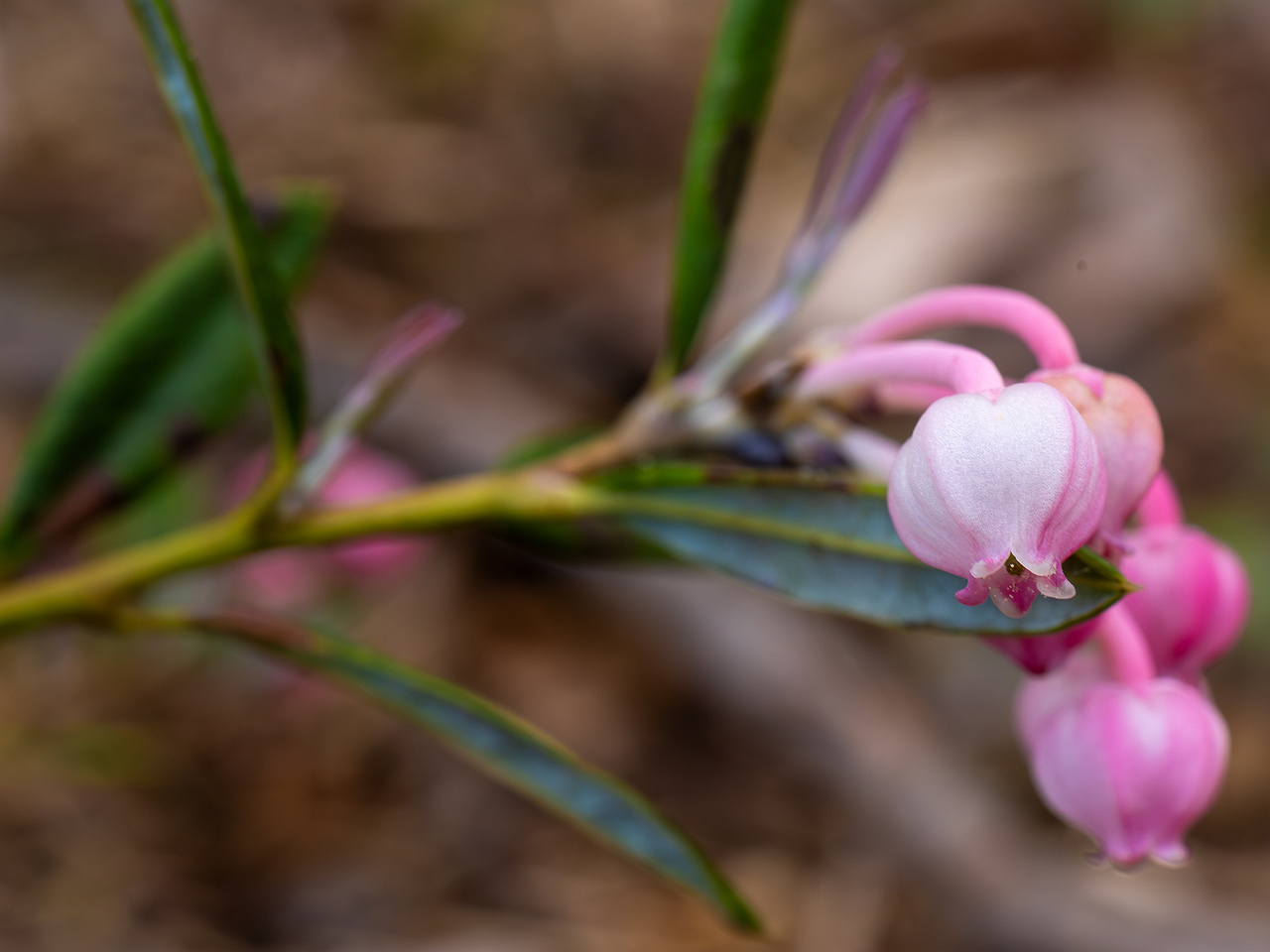 !chamaedaphne-calyculata_2023-05-21_1-6