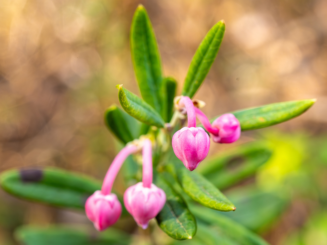 chamaedaphne-calyculata_2023-05-21_1-1
