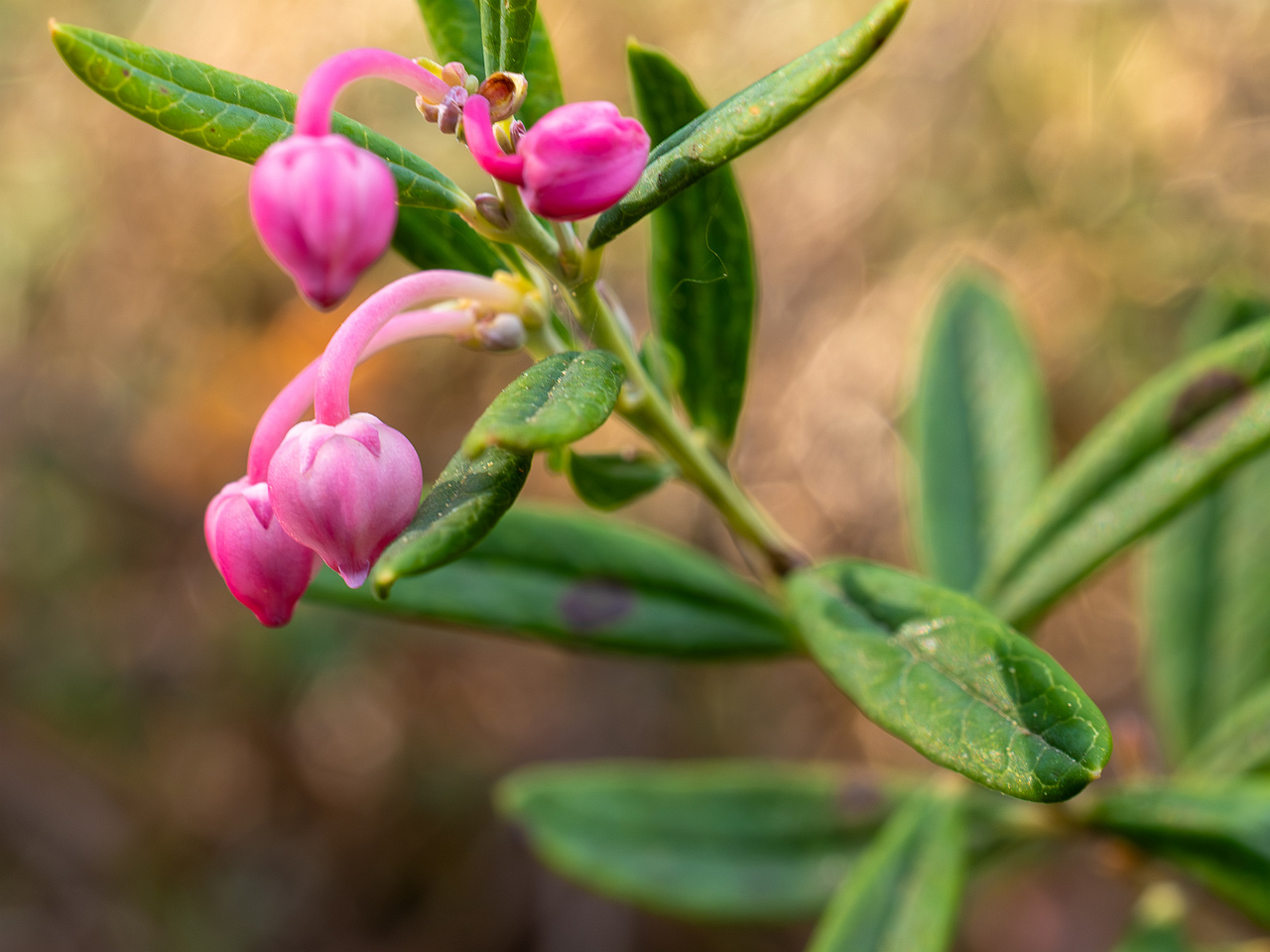 chamaedaphne-calyculata_2023-05-21_1-2