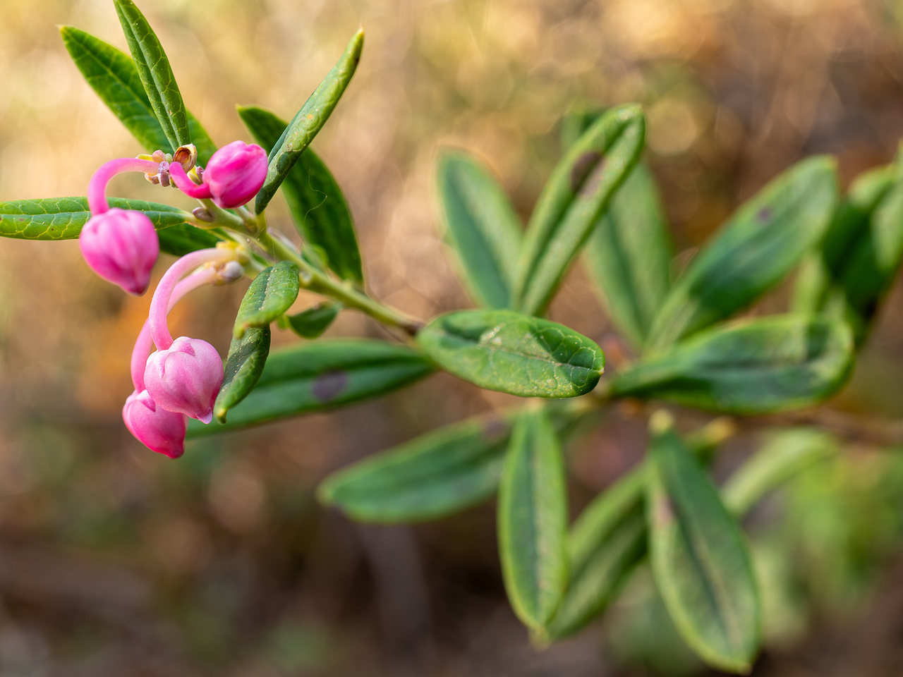 chamaedaphne-calyculata_2023-05-21_1-3