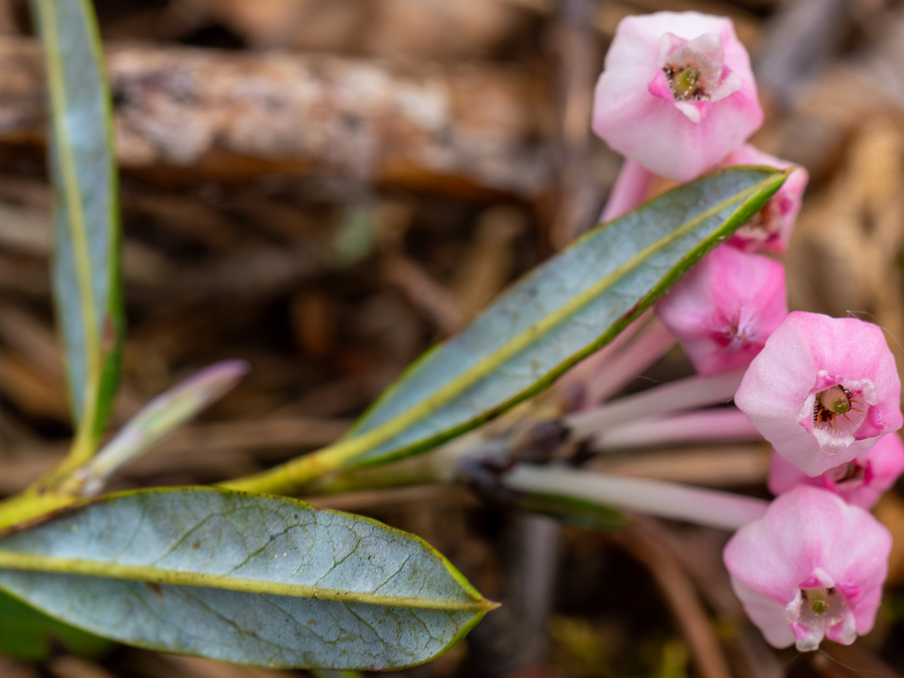 chamaedaphne-calyculata_2023-05-21_1-4