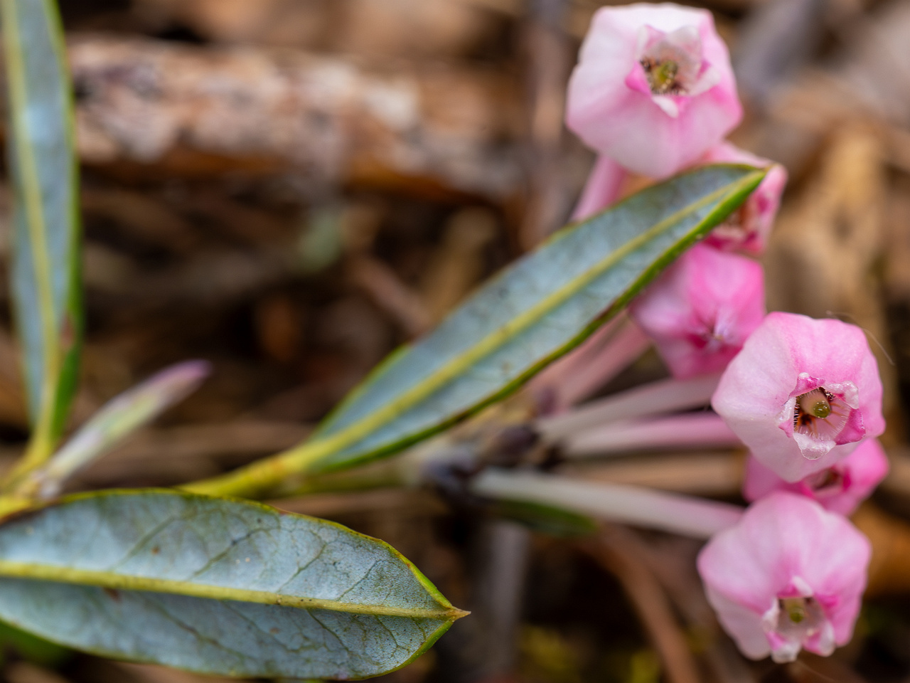 chamaedaphne-calyculata_2023-05-21_1-5