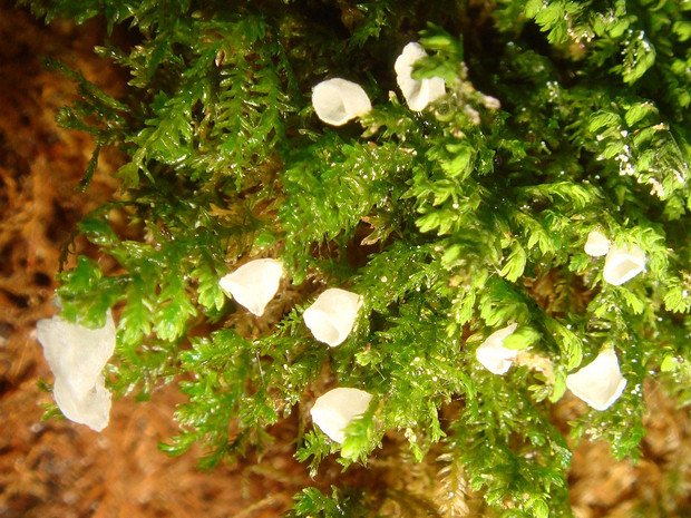 Гарриманелла моховидная - Harrimanella hypnoides
