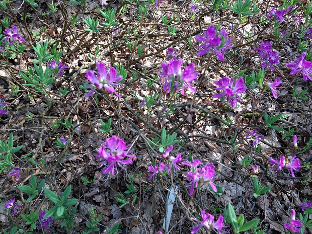 Рододендрон канадский - Rhododendron canadense