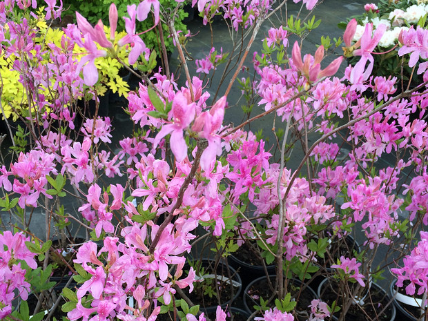 Рододендрон x 'Лиловые Огоньки' - Rhododendron x 'Lilac Lights'