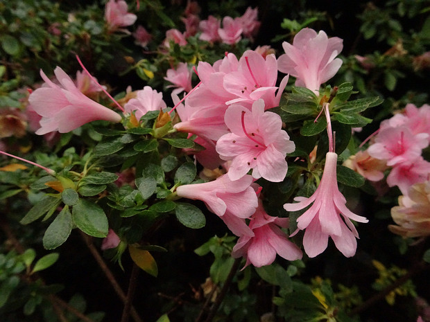 Рододендрон x тупой - Rhododendron x obtusum