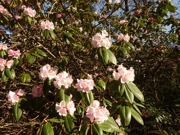 x Рододендрон рыжий - x Rhododendron rufum