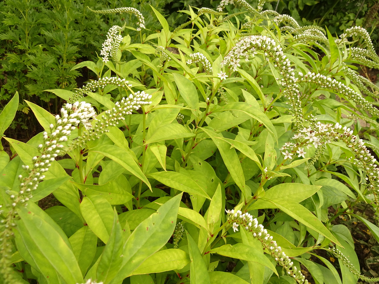 DSC05051