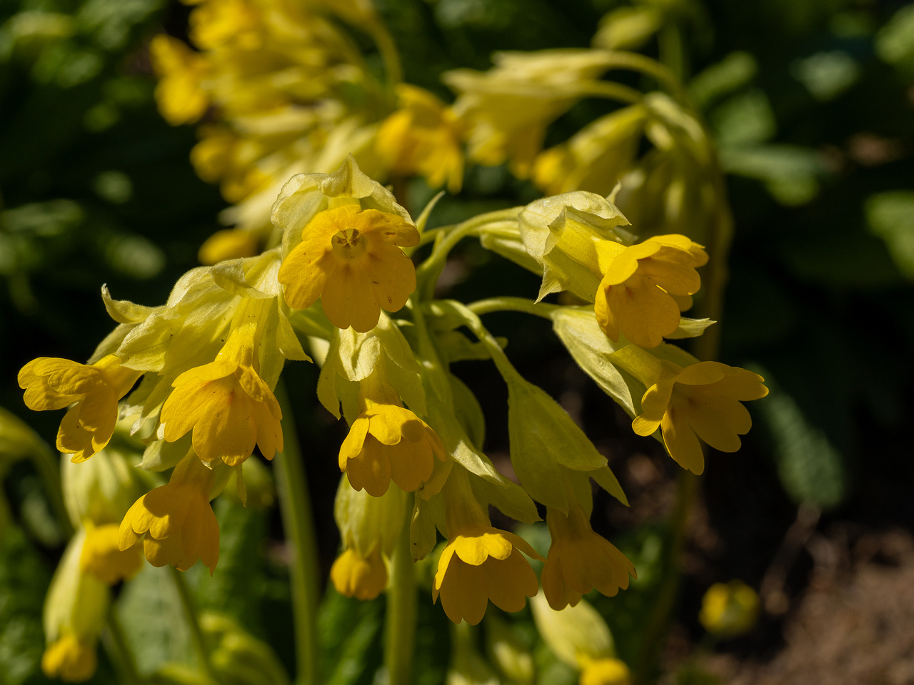 !primula-veris-subsp-macrocalyx_2025-04-26_1-5