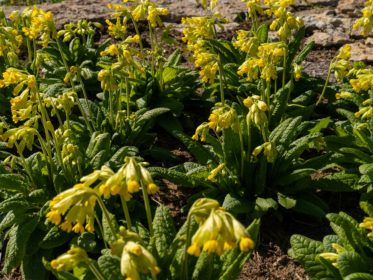 primula-veris-subsp-macrocalyx_2025-04-26_1-1