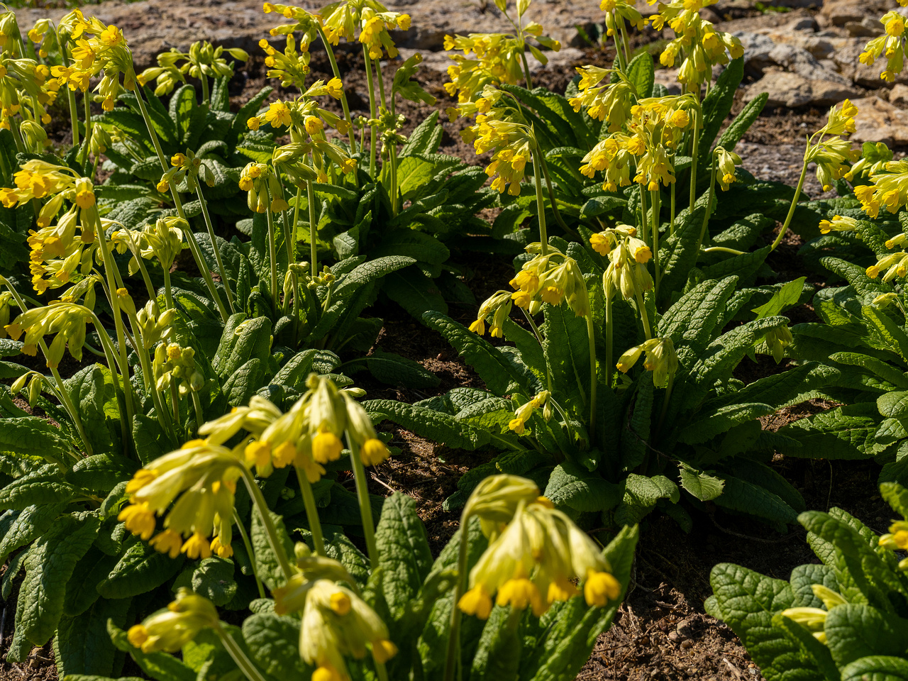 primula-veris-subsp-macrocalyx_2025-04-26_1-2