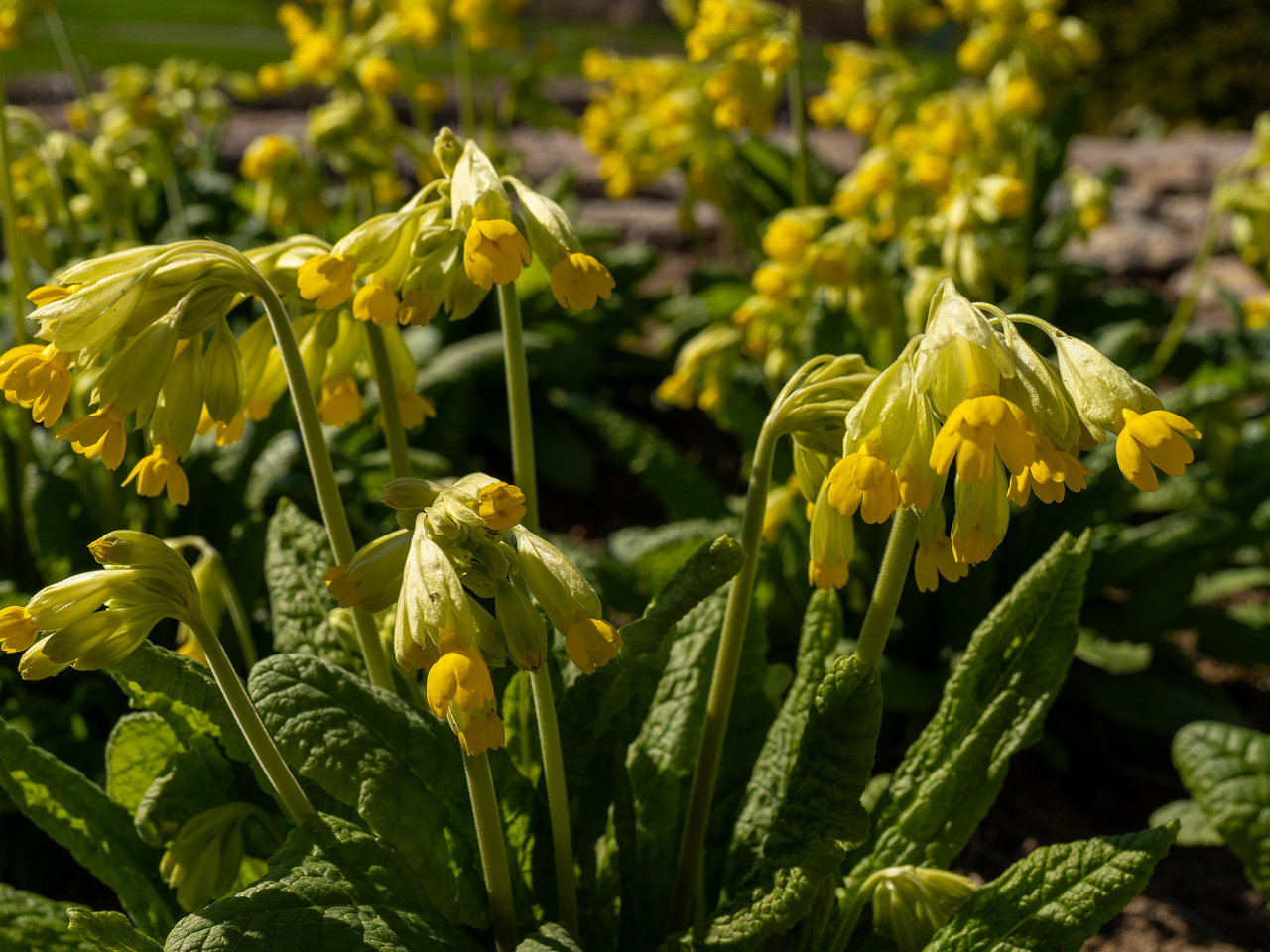 primula-veris-subsp-macrocalyx_2025-04-26_1-3