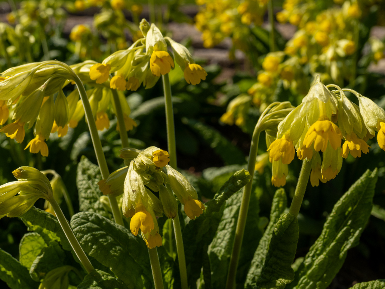 primula-veris-subsp-macrocalyx_2025-04-26_1-4