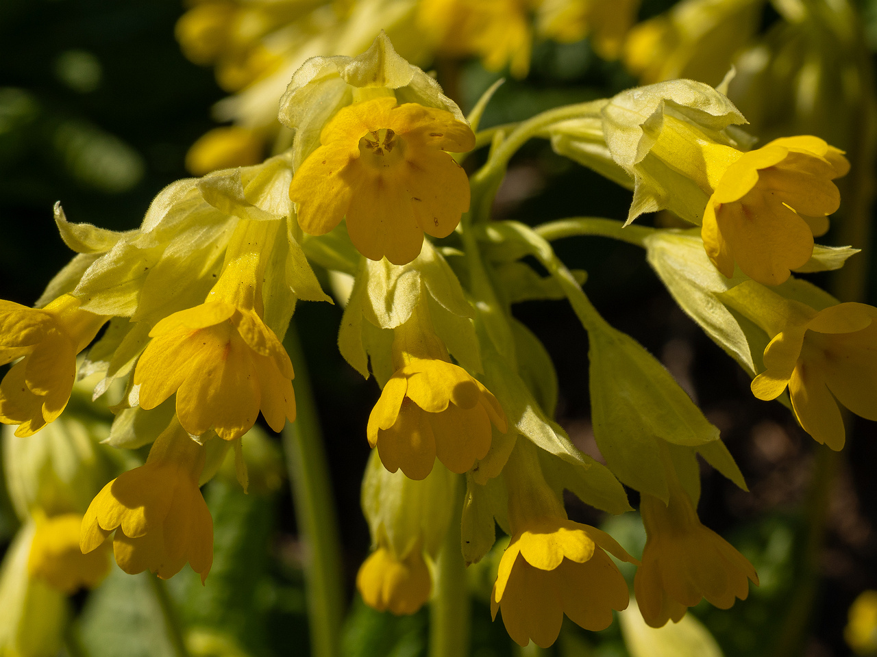 primula-veris-subsp-macrocalyx_2025-04-26_1-6