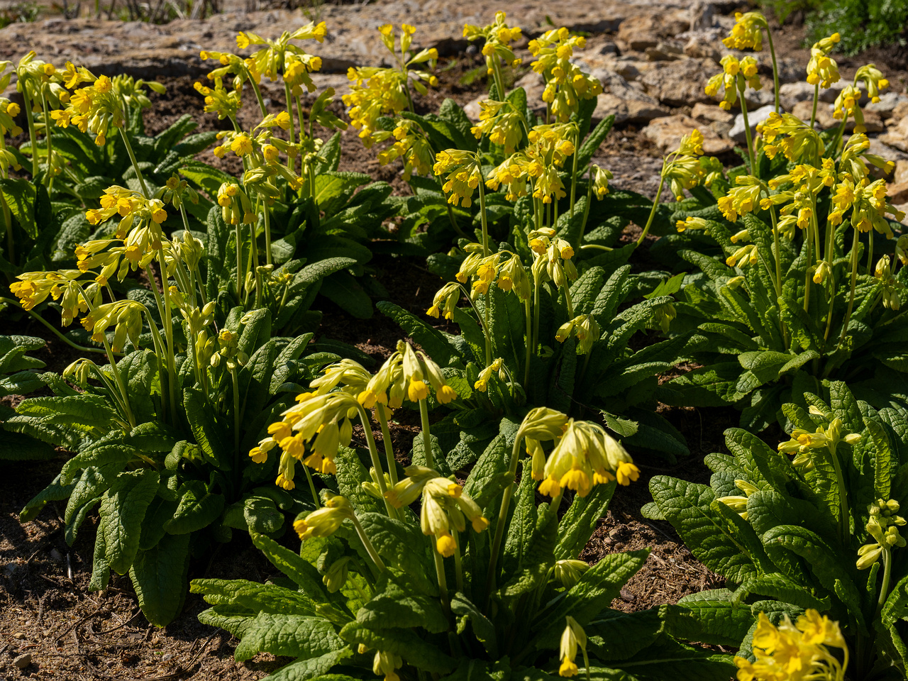 primula-veris-subsp-macrocalyx_2025-04-26_1-7