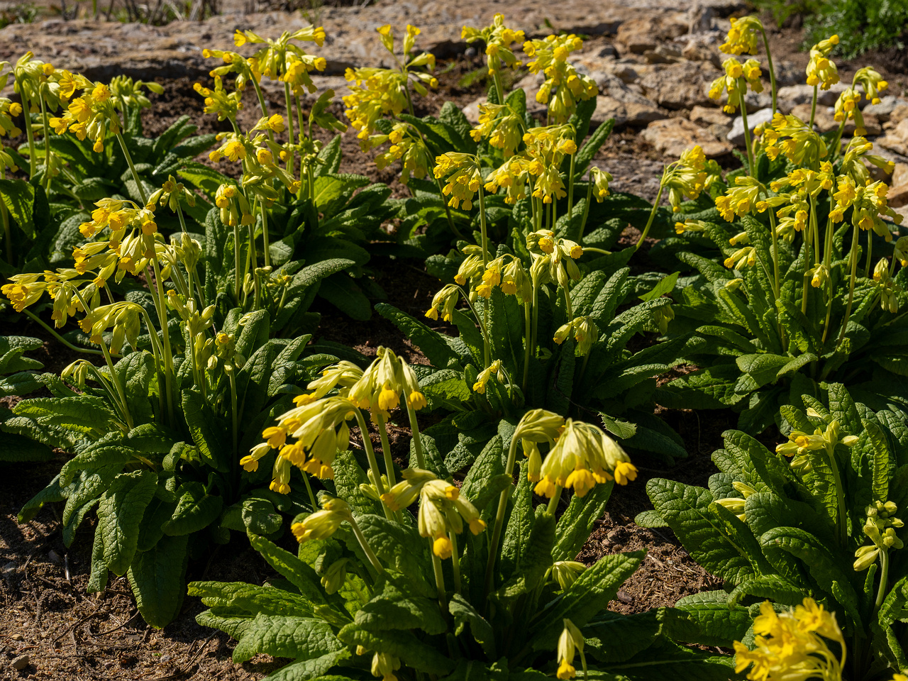 primula-veris-subsp-macrocalyx_2025-04-26_1-8