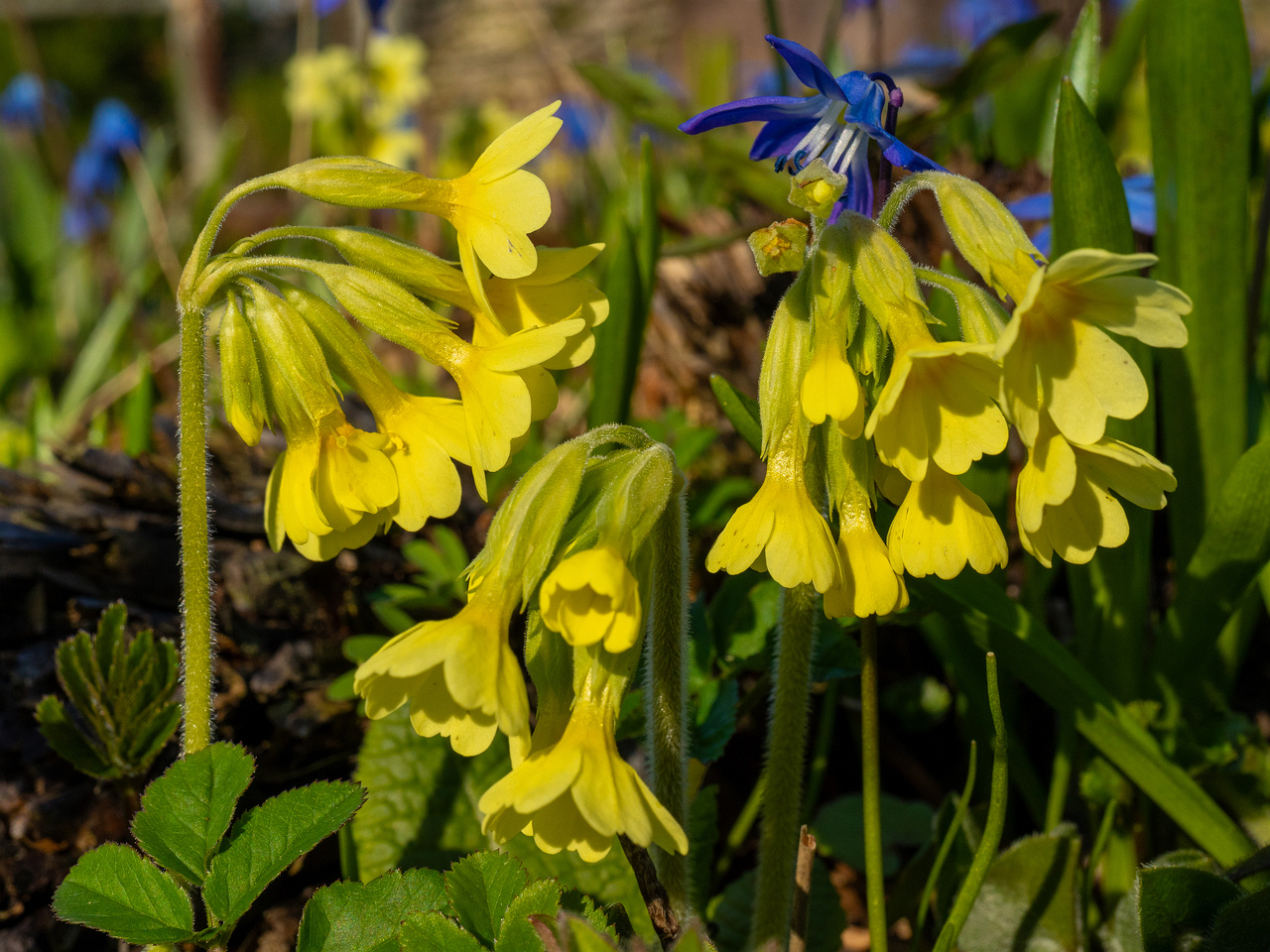 _luganuse-kalmistu_1-41