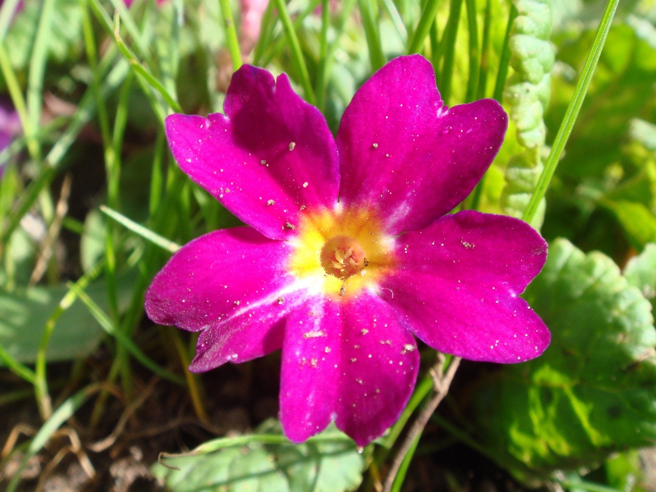 flower-00840