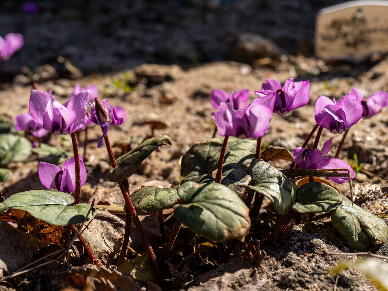Cyclamen coum _2026-04-18_1-17