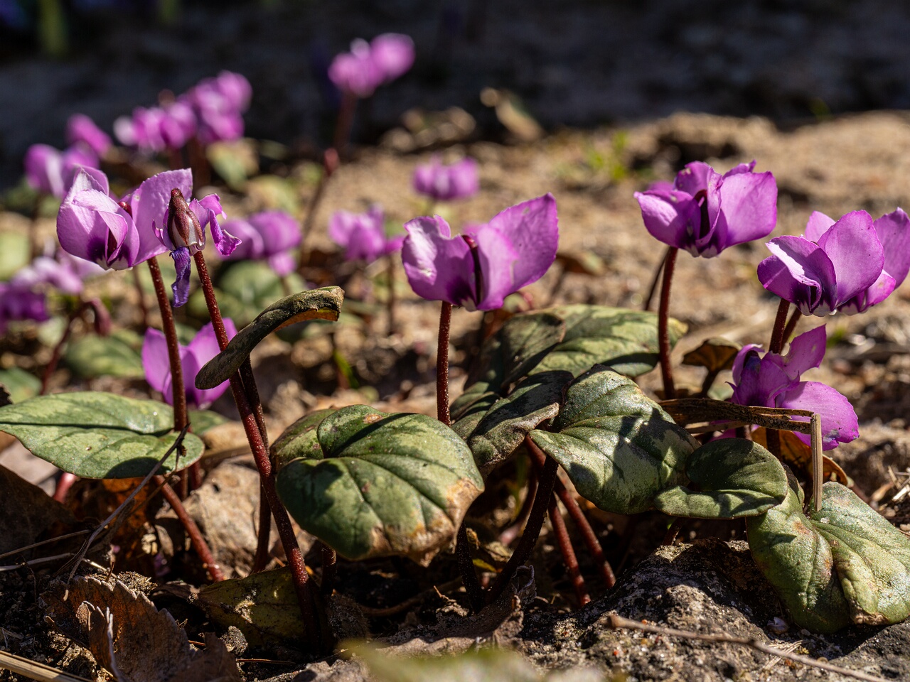 Cyclamen coum _2026-04-18_1-19