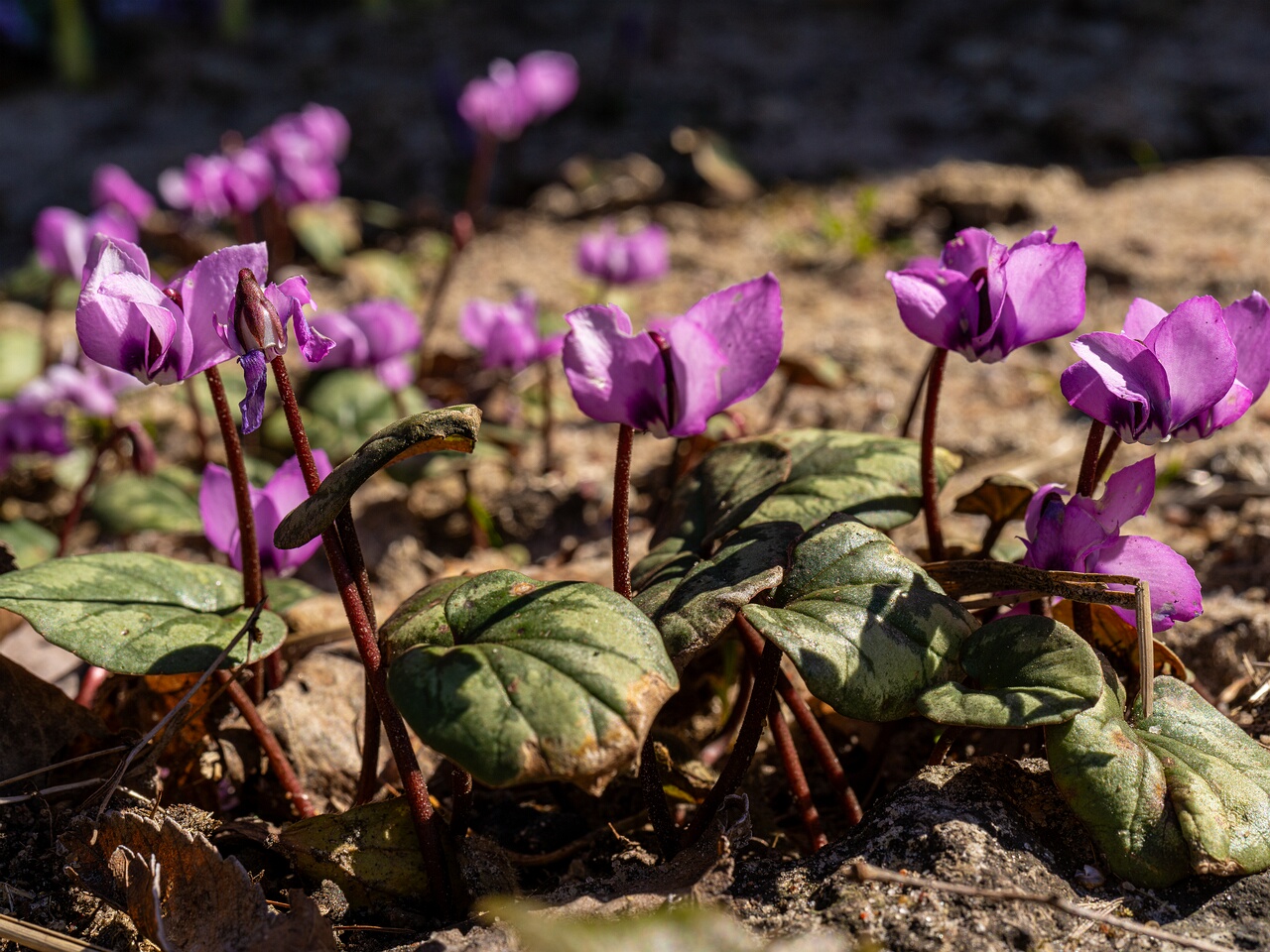 Cyclamen coum _2026-04-18_1-20