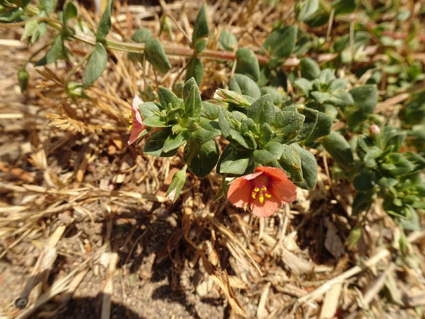 Очный цвет полевой подвид полевой - Anagallis arvensis ssp. arvensis
