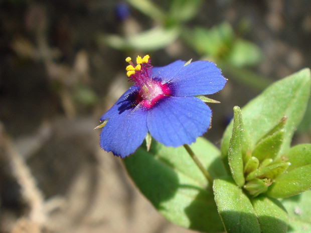 Очный цвет полевой разн. синяя - Anagallis arvensis var. caerulea