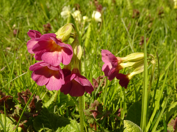 Первоцвет высокий пурпурная форма - Primula elatior f. purpurea