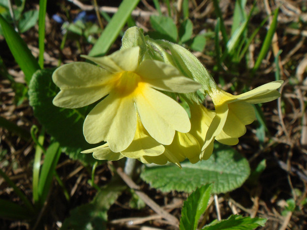 Первоцвет высокий - Primula elatior