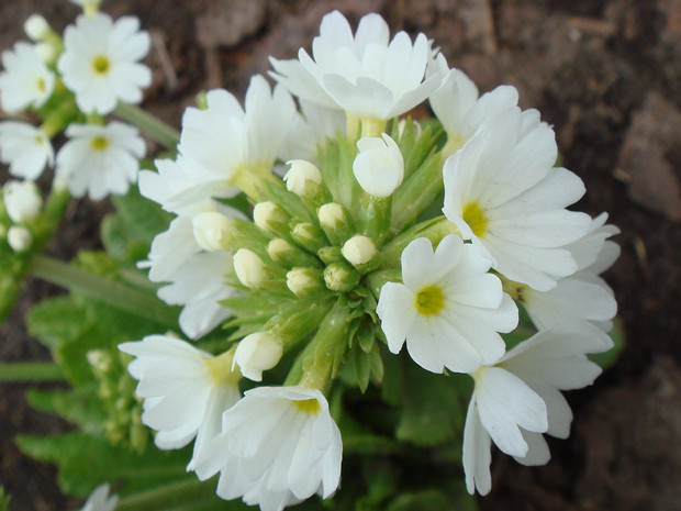Первоцвет мелкозубчатый белая форма - Primula denticulata f. alba