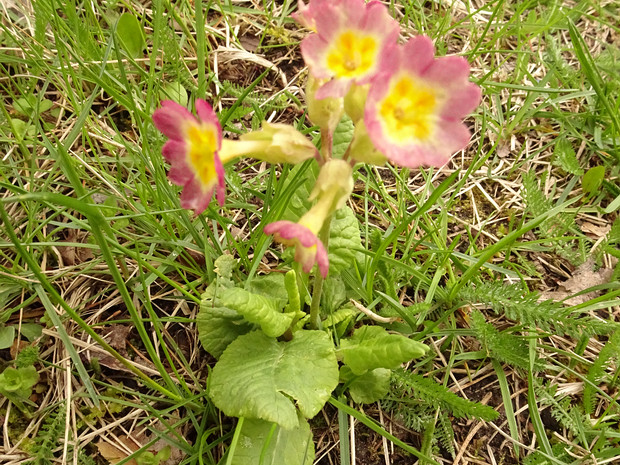 Первоцвет x гибридный - Primula veris x hybrida