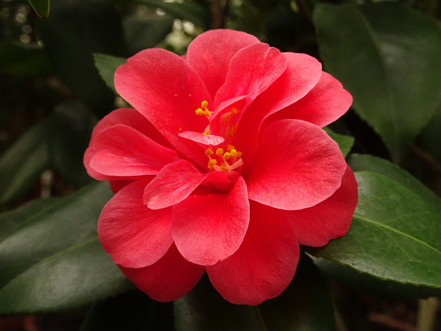Камелия японская - Camellia japonica