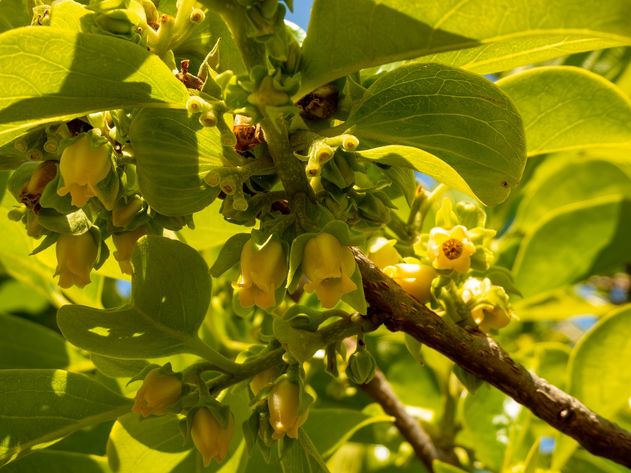 !Diospyros kaki _2025-05-14_1-8