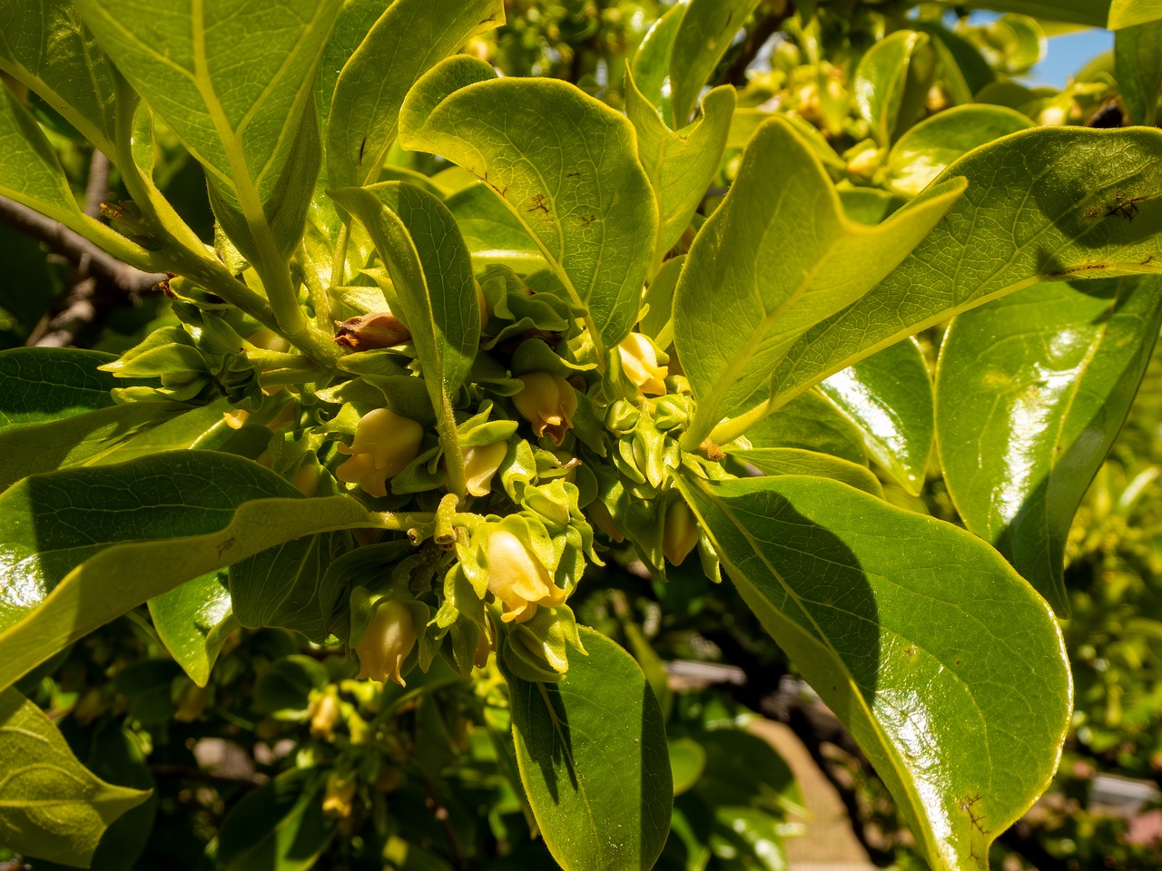 Diospyros kaki _2025-05-14_1-1