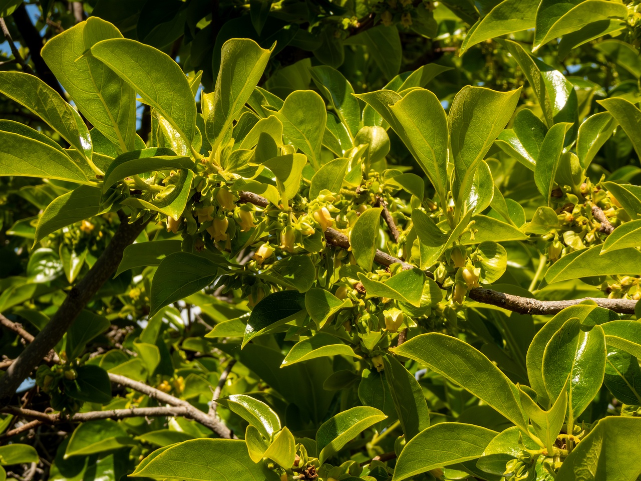 Diospyros kaki _2025-05-14_1-10