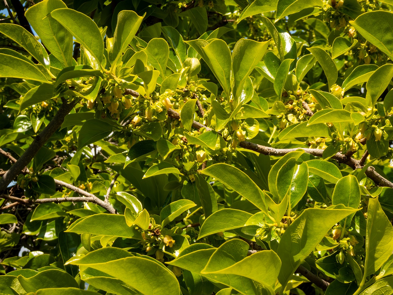Diospyros kaki _2025-05-14_1-11