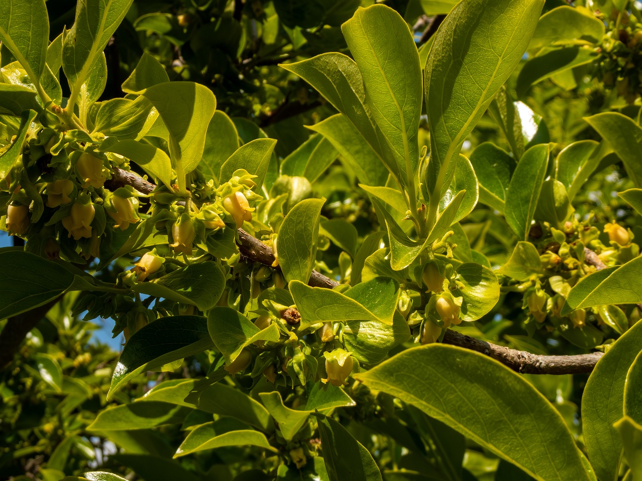 Diospyros kaki _2025-05-14_1-2
