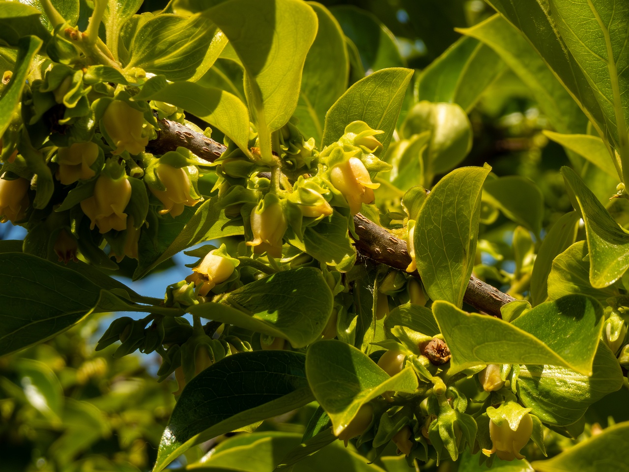 Diospyros kaki _2025-05-14_1-3