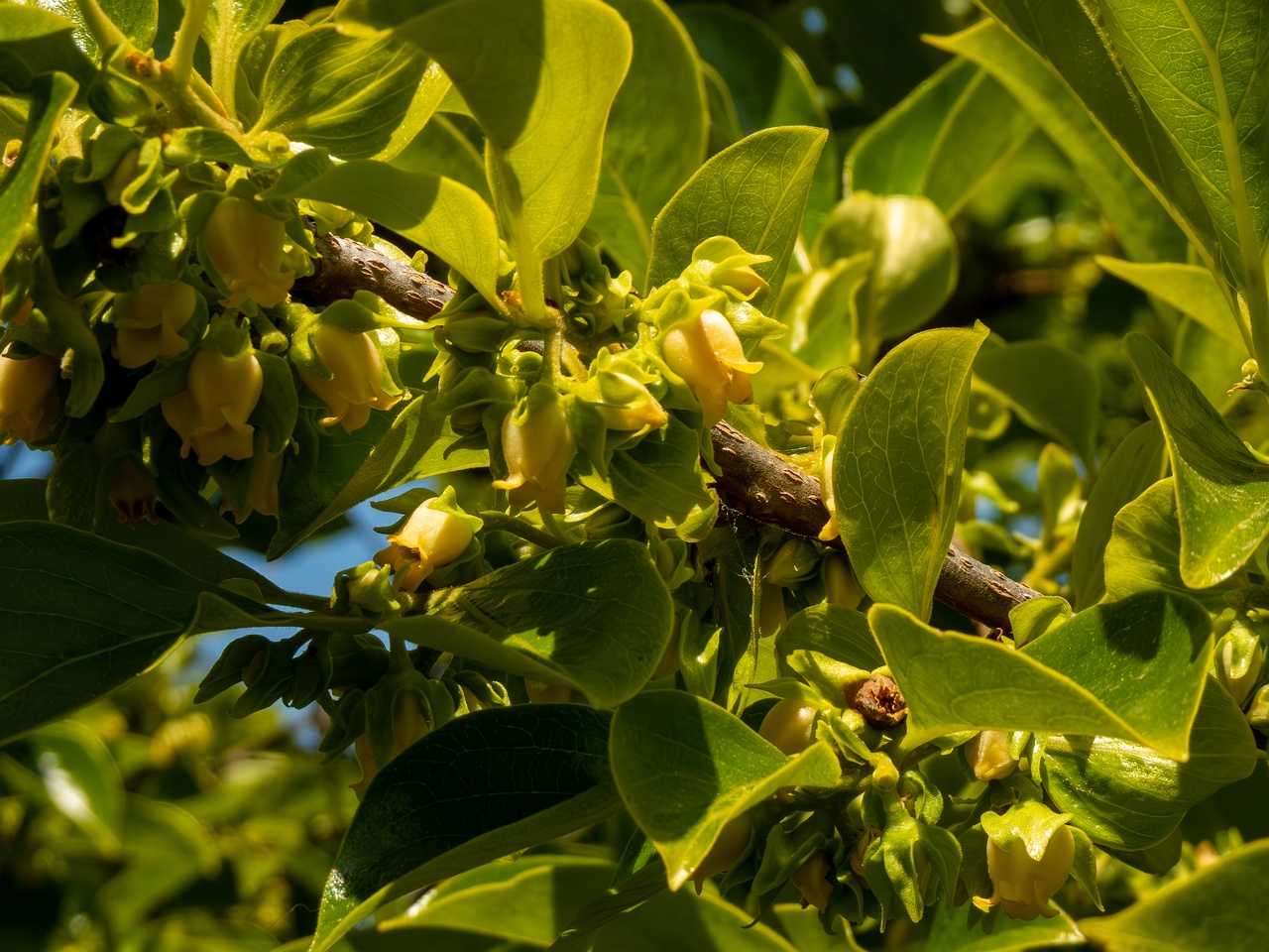 Diospyros kaki _2025-05-14_1-4
