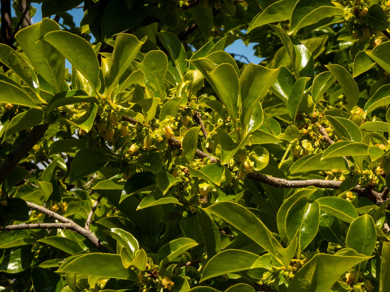 Diospyros kaki _2025-05-14_1-5
